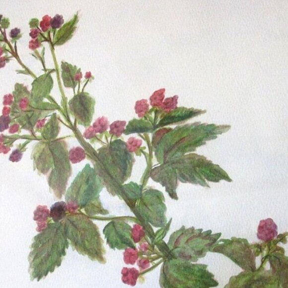 Framed Watercolor Painting Raspberries Original Artwork 19x15 Signed Authentic - Picture 4 of 9